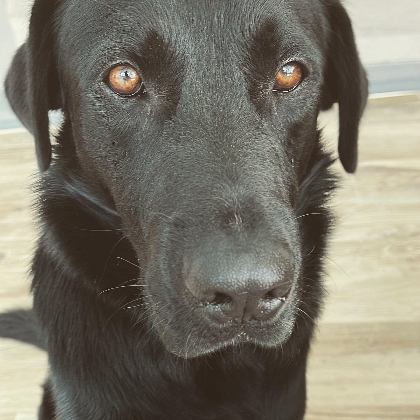 Atualização Já temos... - Labrador Retriever Rescue Portugal | Facebook