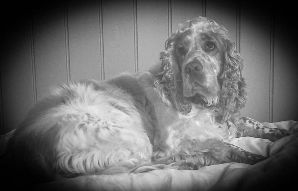 Hughenden Dog Clipping | Hughenden QLD
