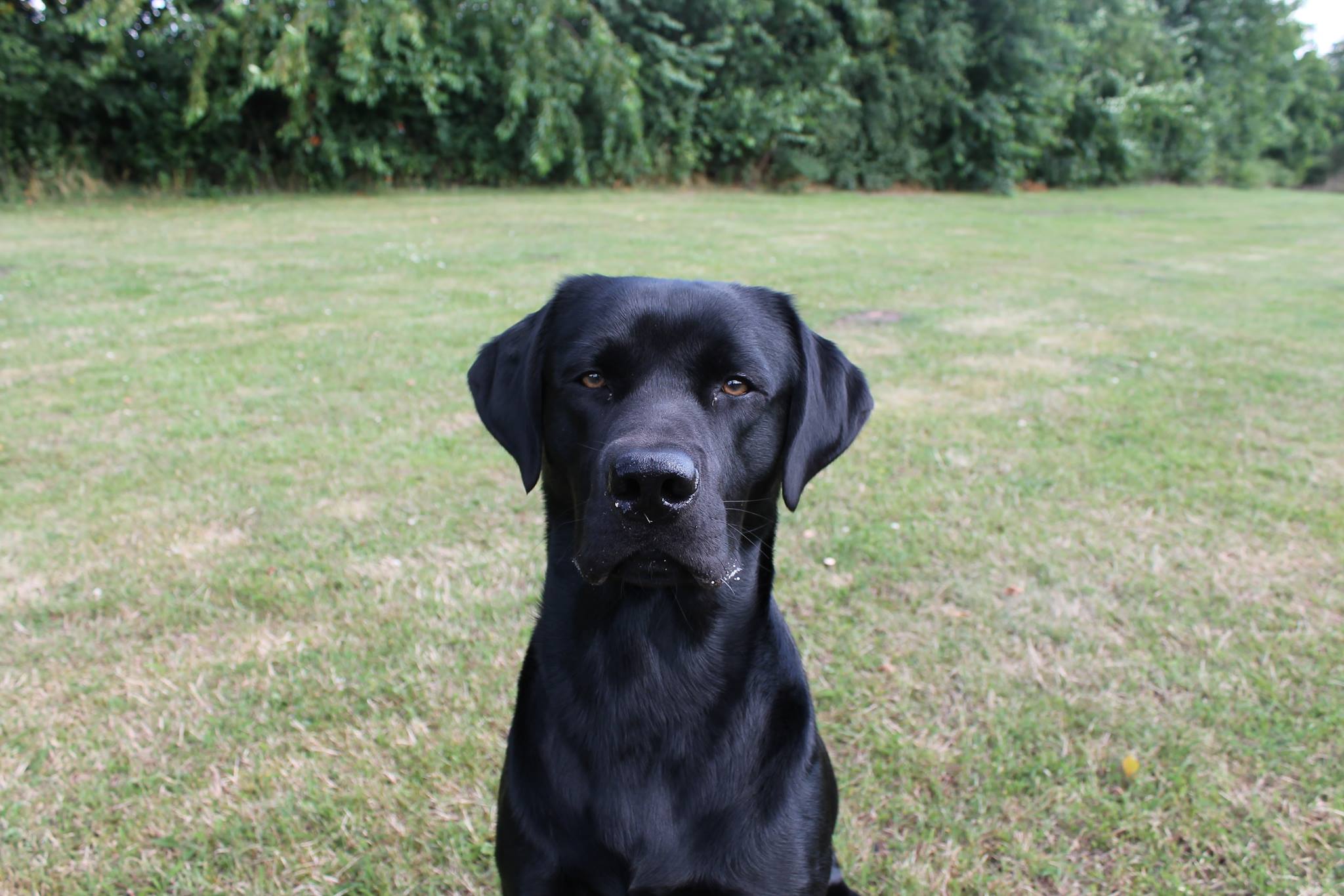 Labrador-Scott