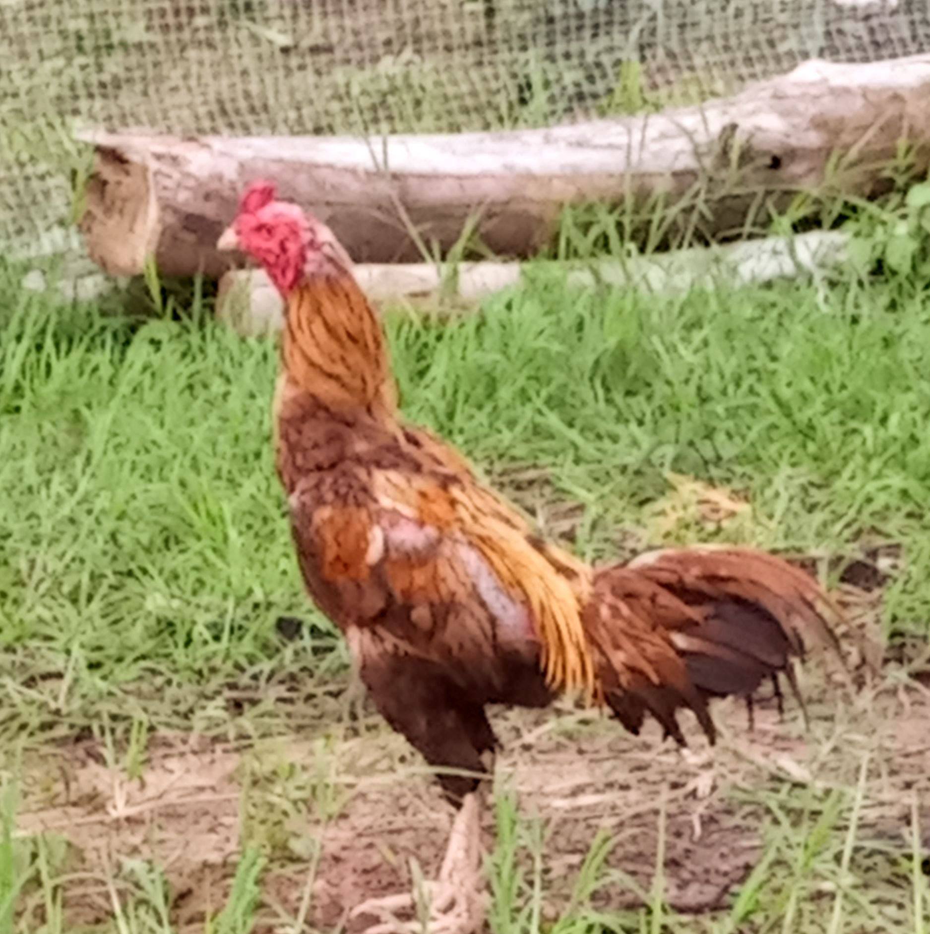 Petch Farm