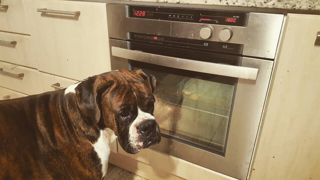 Milo and Simba Boxer Dog - Home