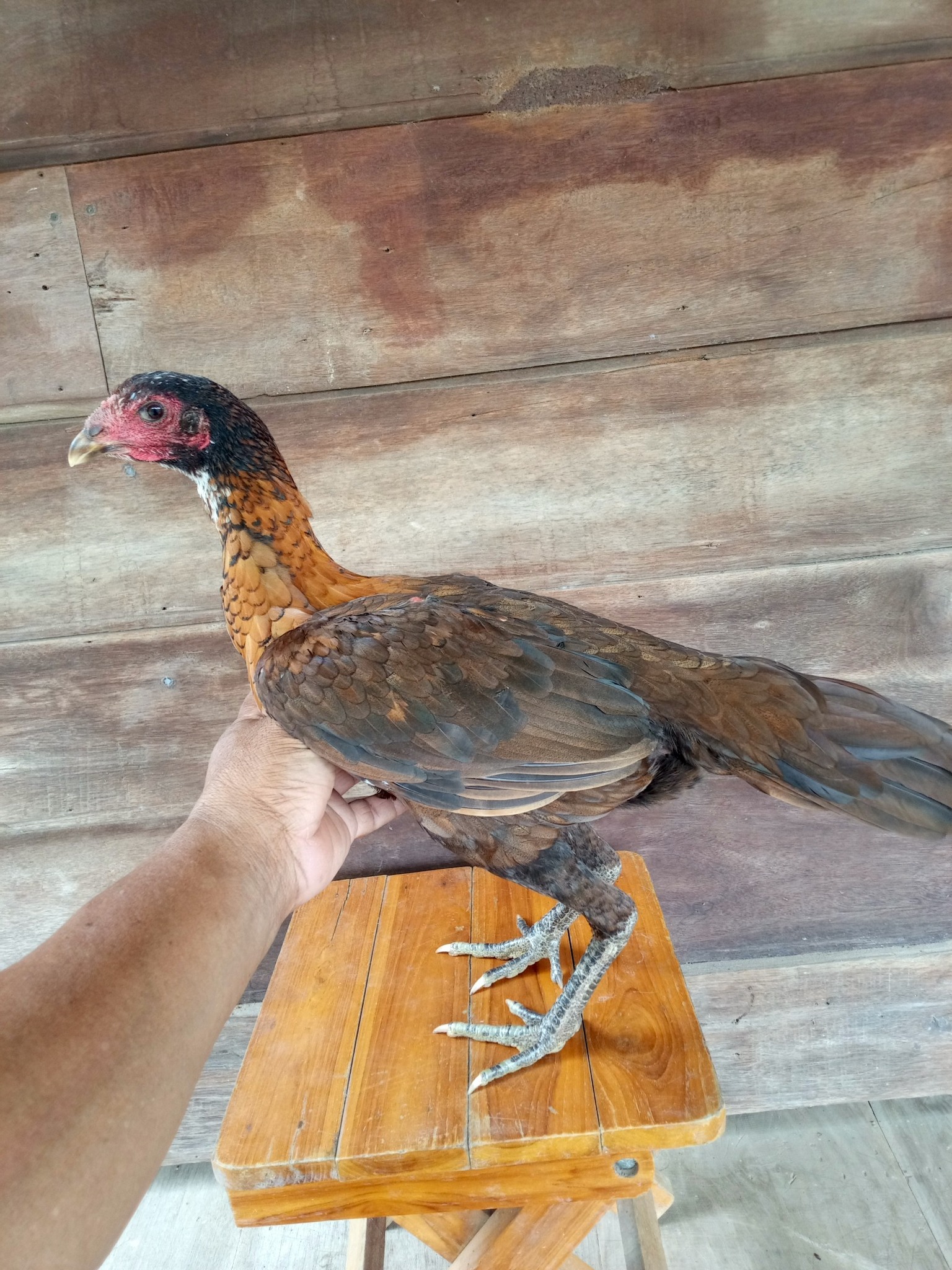 Petch Farm