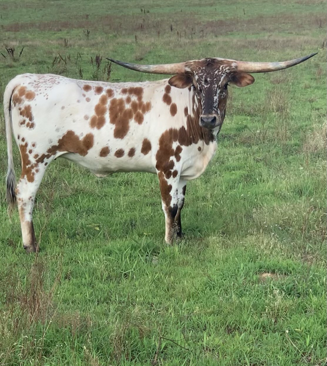 Fort Worth Stock Show and Rodeo 2026... - Bar 79 Longhorns | Facebook