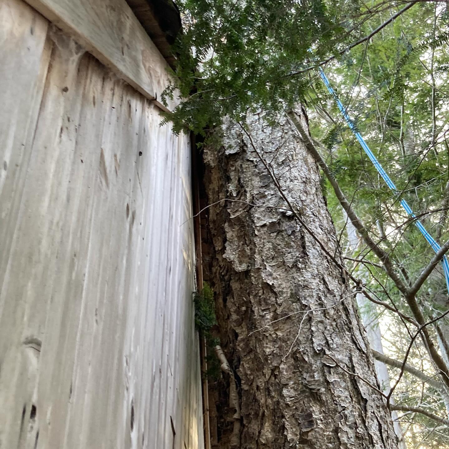 Schmeler Tree Removal & Services | Burks Falls ON