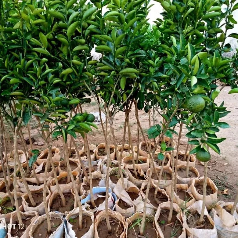 plantain-farming-is-one-center-for-hybrid-economic-trees-facebook