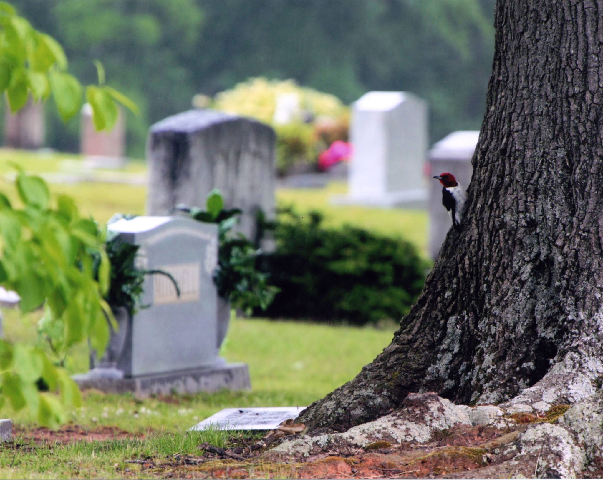 Friends of Decatur Cemetery