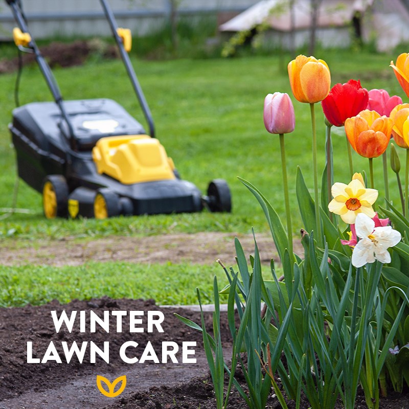 winter dressing for lawns 🌦️🌿 Here's an easy way to keep your lawn healthy throughout the chilly season: do a final cut, and start prepping your lawn new dressing. You'll need a good fertiliser Sayuri Affordable Bridesmaids Dresses in Size:16. Lrg 34-35 Sleeve