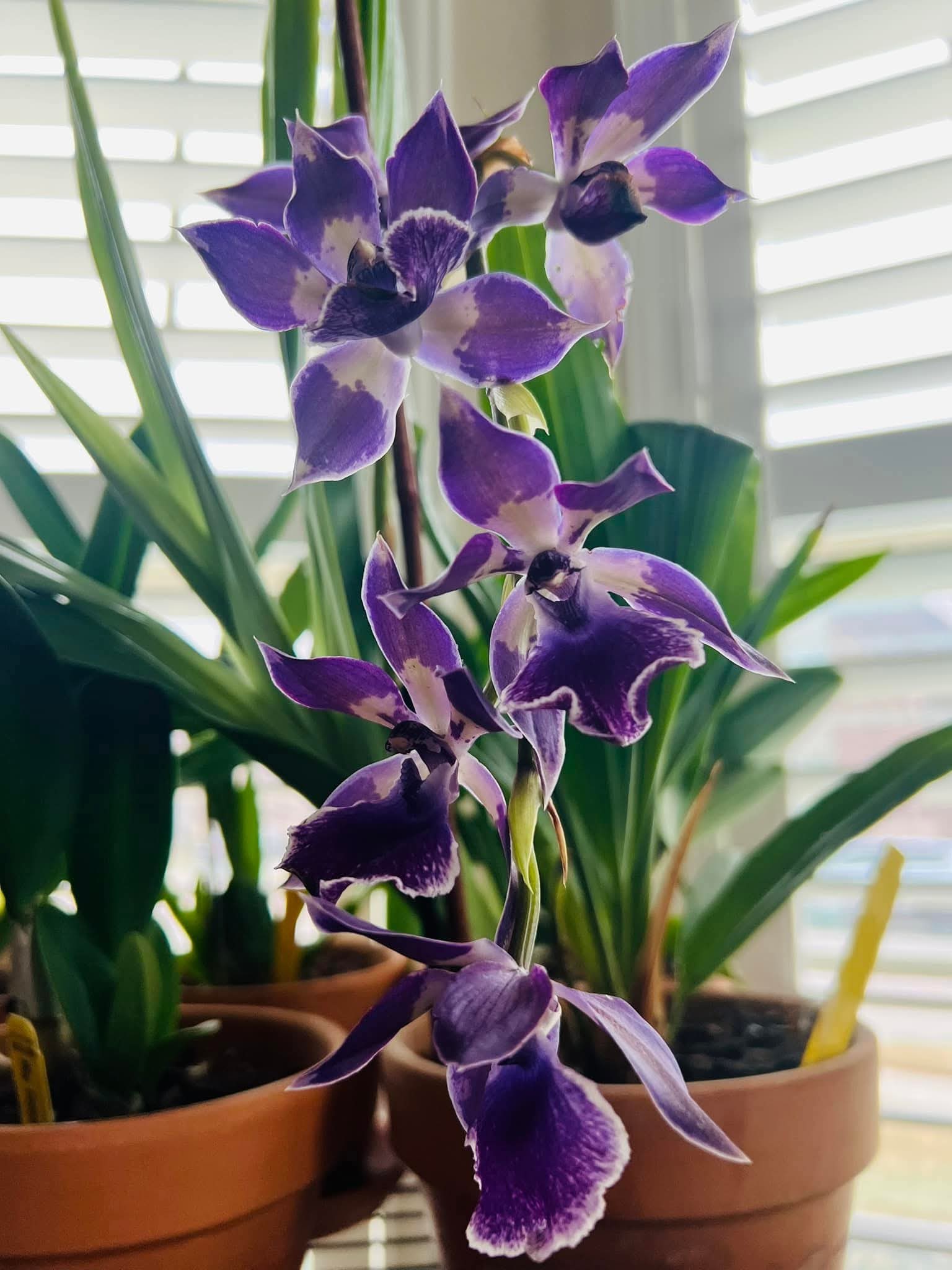 Murasakikomachi 'Blue Hawai'i' orchid in full bloom