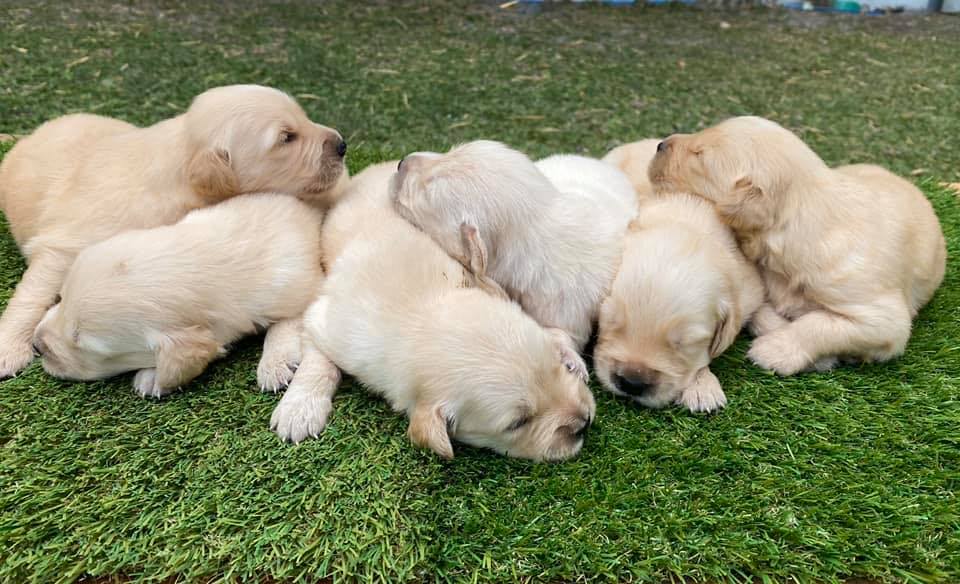 Raborar Kennel