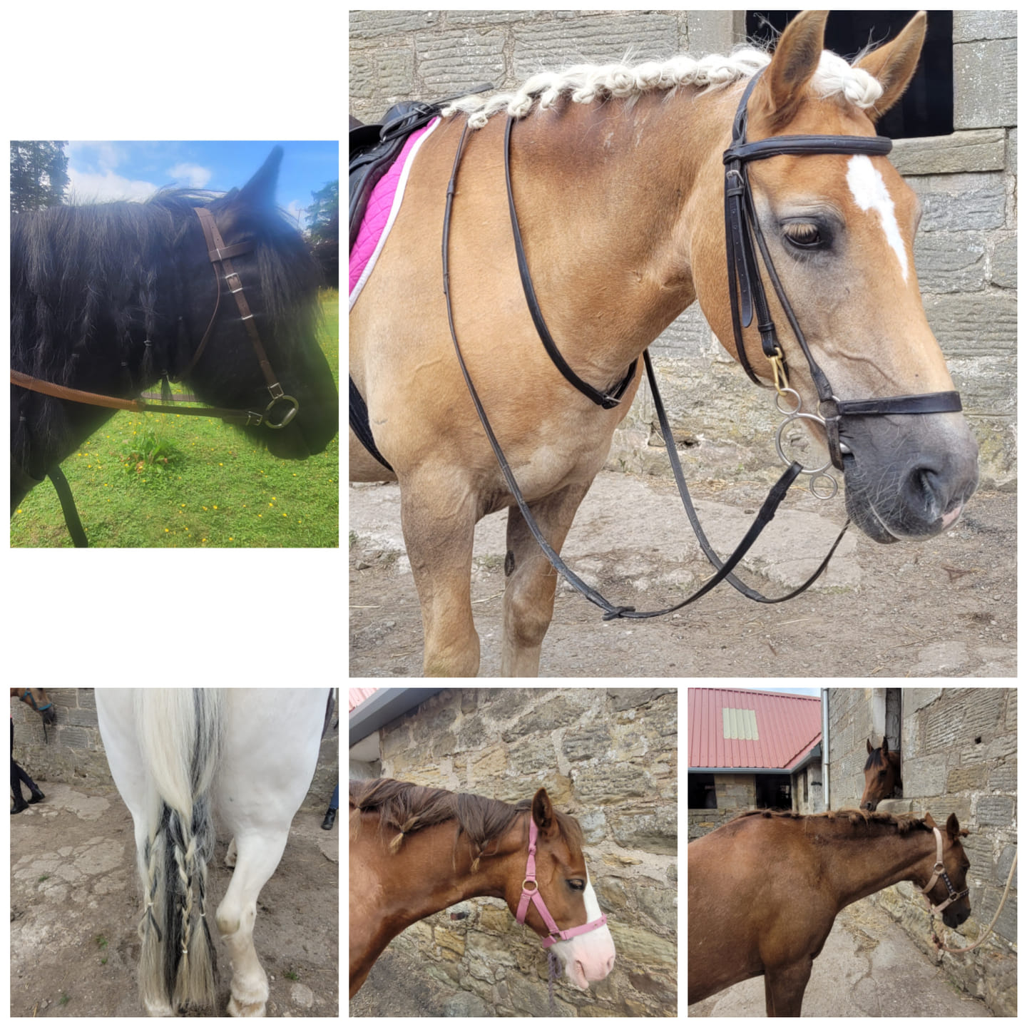 Our ponies are all looking so... - Barbarafield Riding School