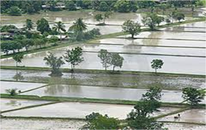 Biozome Micronutrient Fertilizer