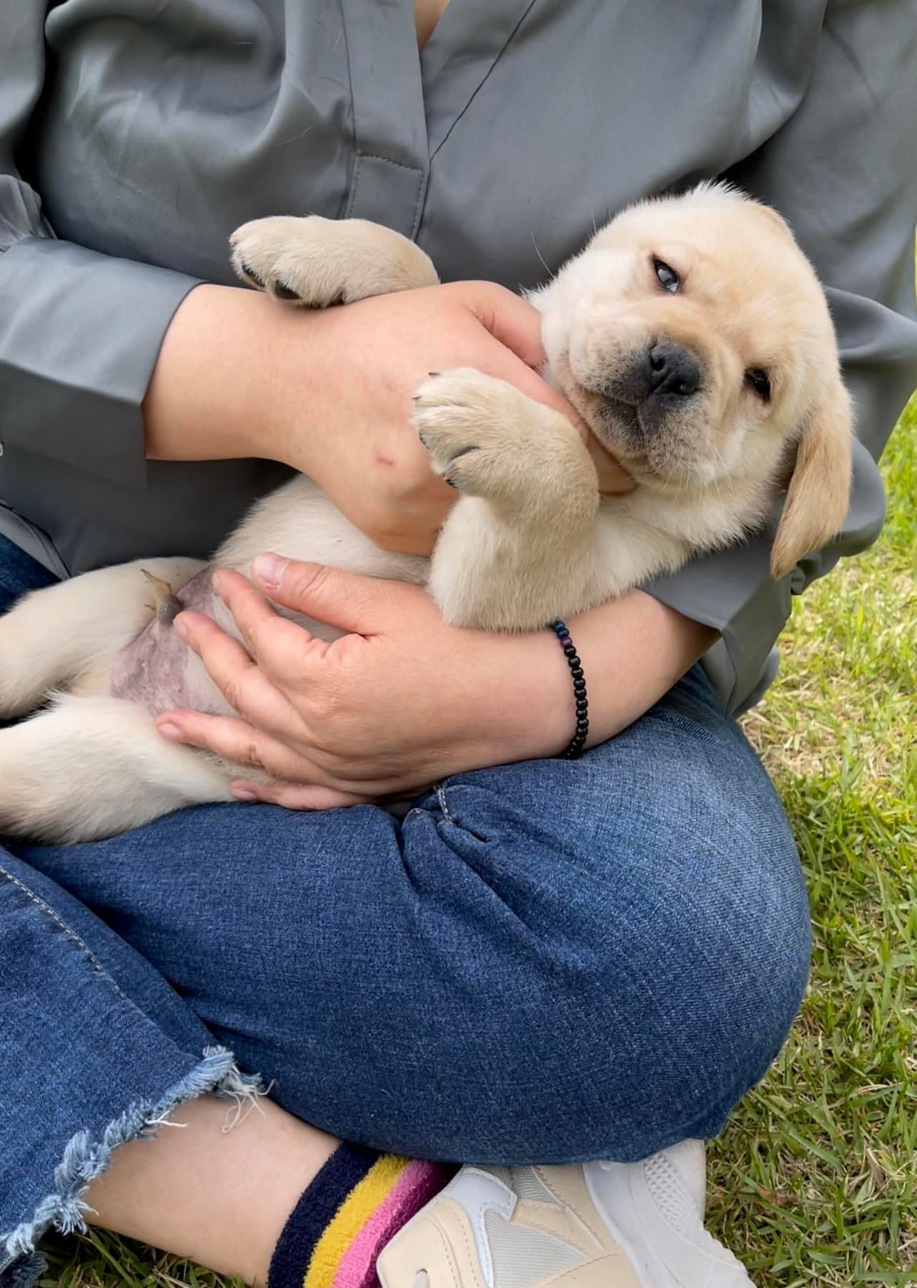 มีน้องชาย เยอะแยะ แนะนำ 2 ตัวก่อน... - Dobby Bambii labrador | Facebook
