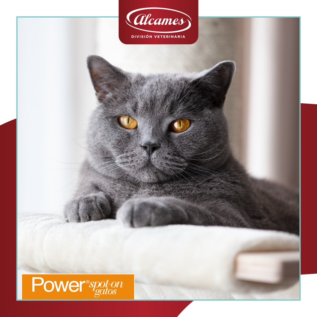 Eliminar y prevenir las... - Alcames División Veterinaria | Facebook