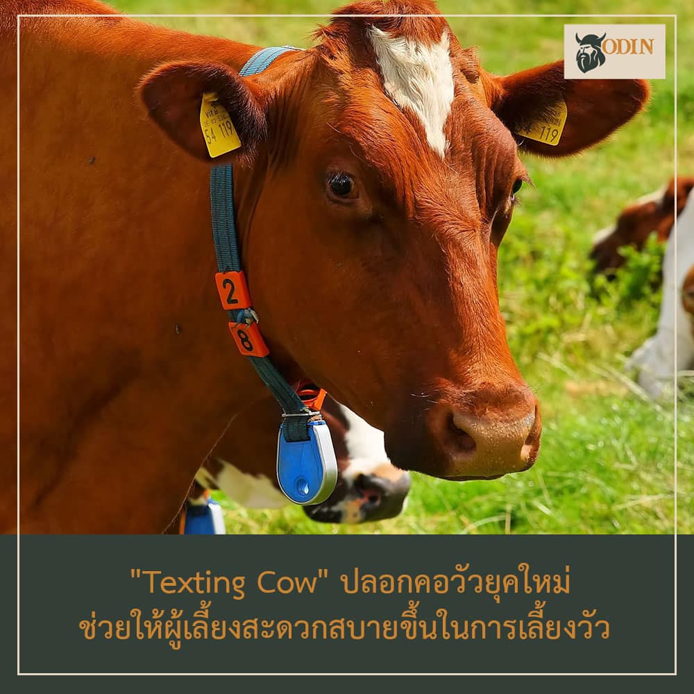 โอดิน ODIN - 