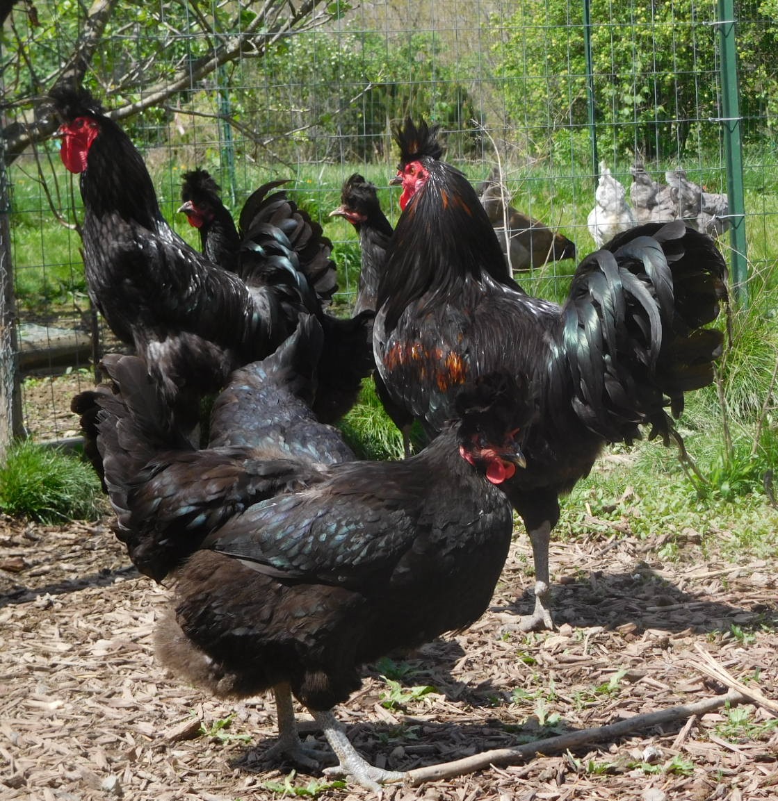 Shady Grove Farm West Virginia - NPIP Certified | Summersville WV