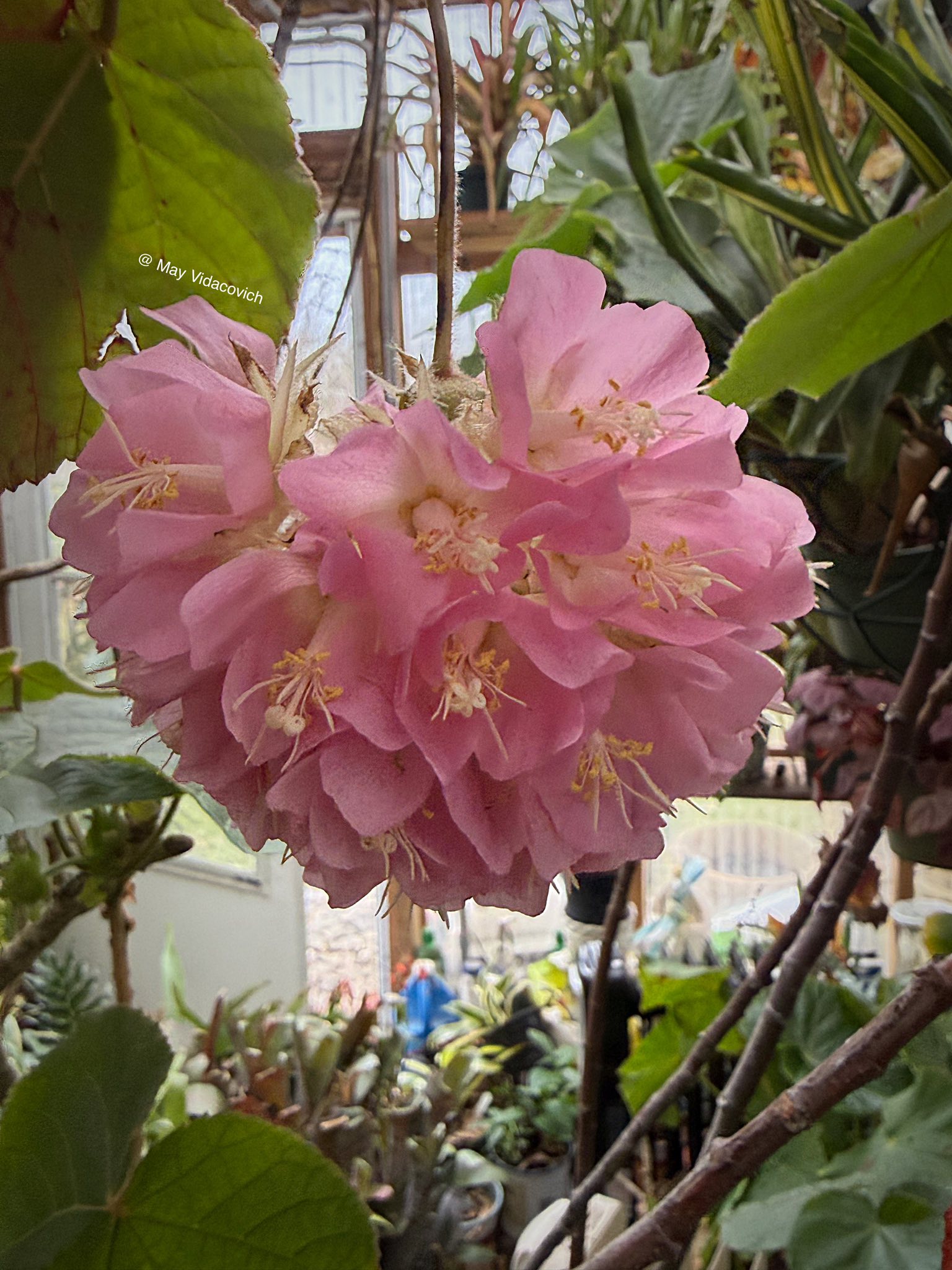 Pink Cloud Tree (Dombeya tiliacea) | Plant Profile