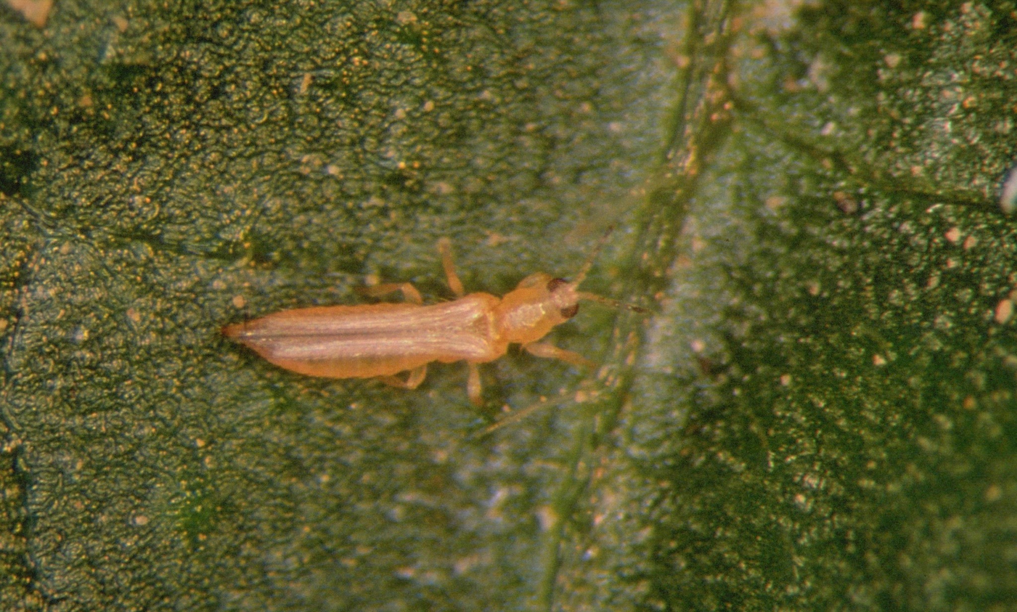 Biocontrol Latinoamérica