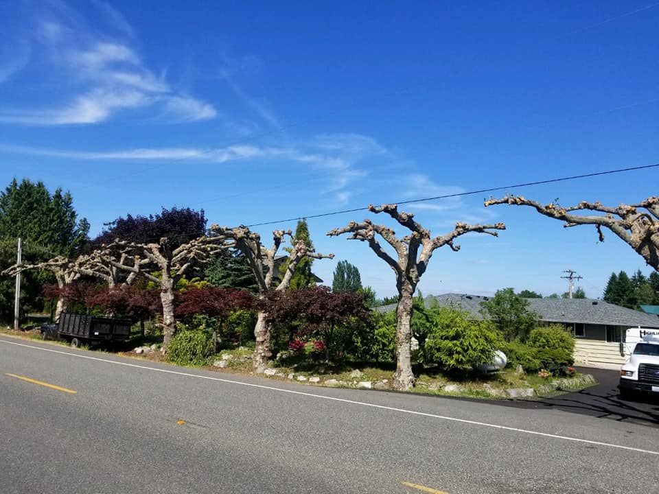 Highline Tree Removal Service | Southworth WA