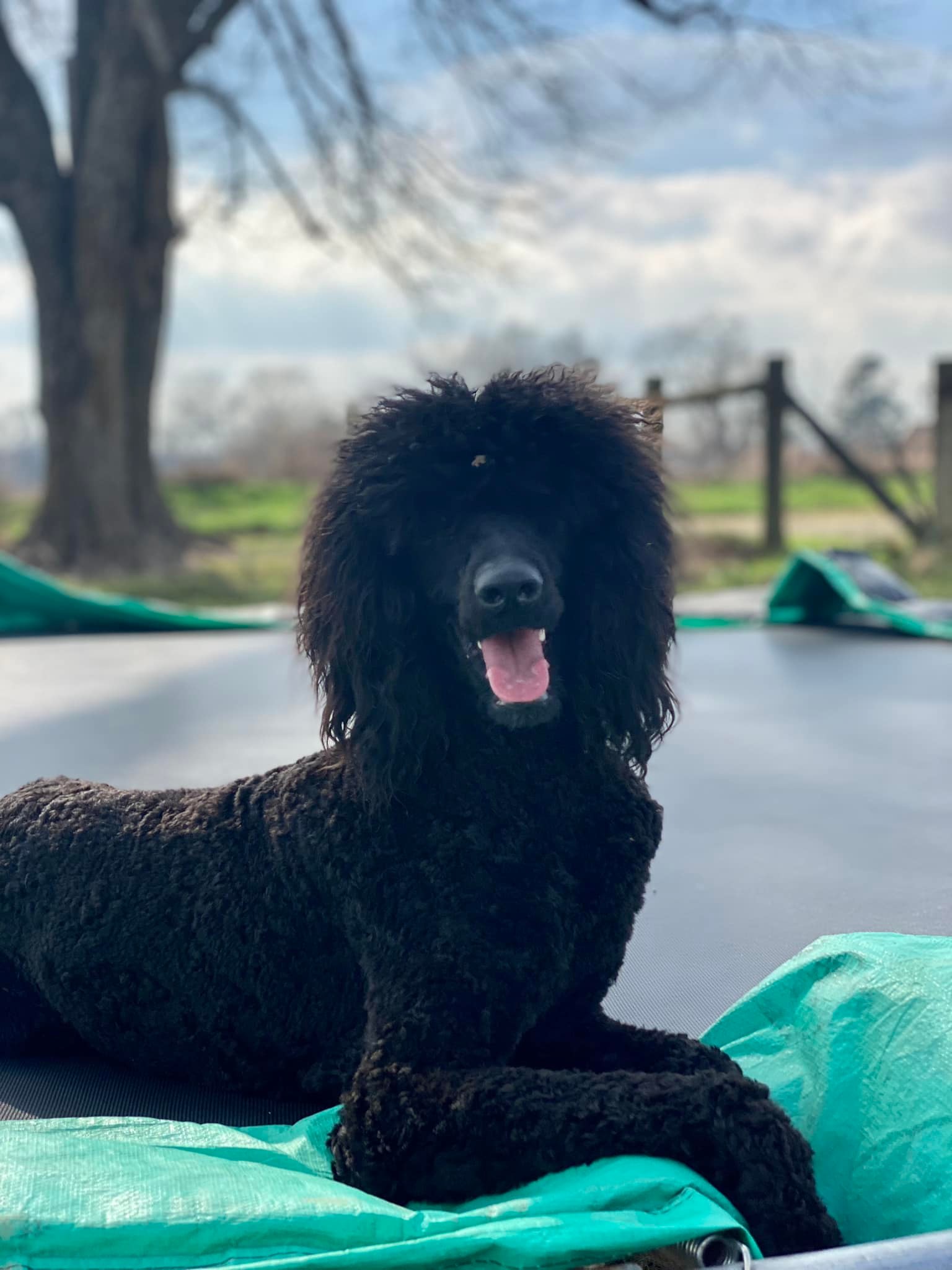 Cocker Spaniels & Maxi Cockapoos of Southeast Oklahoma