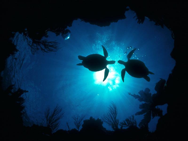 Help Sea Turtles - | Facebook