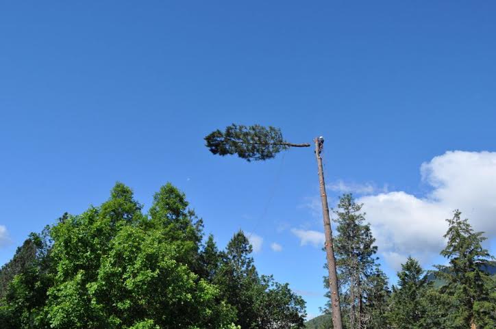High Country Tree Service | Rogue River OR