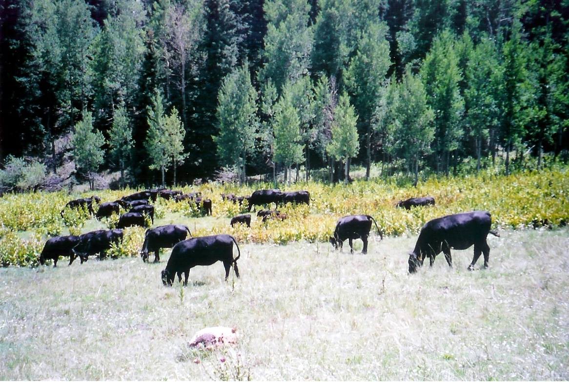 Running M Ranch | Beulah CO