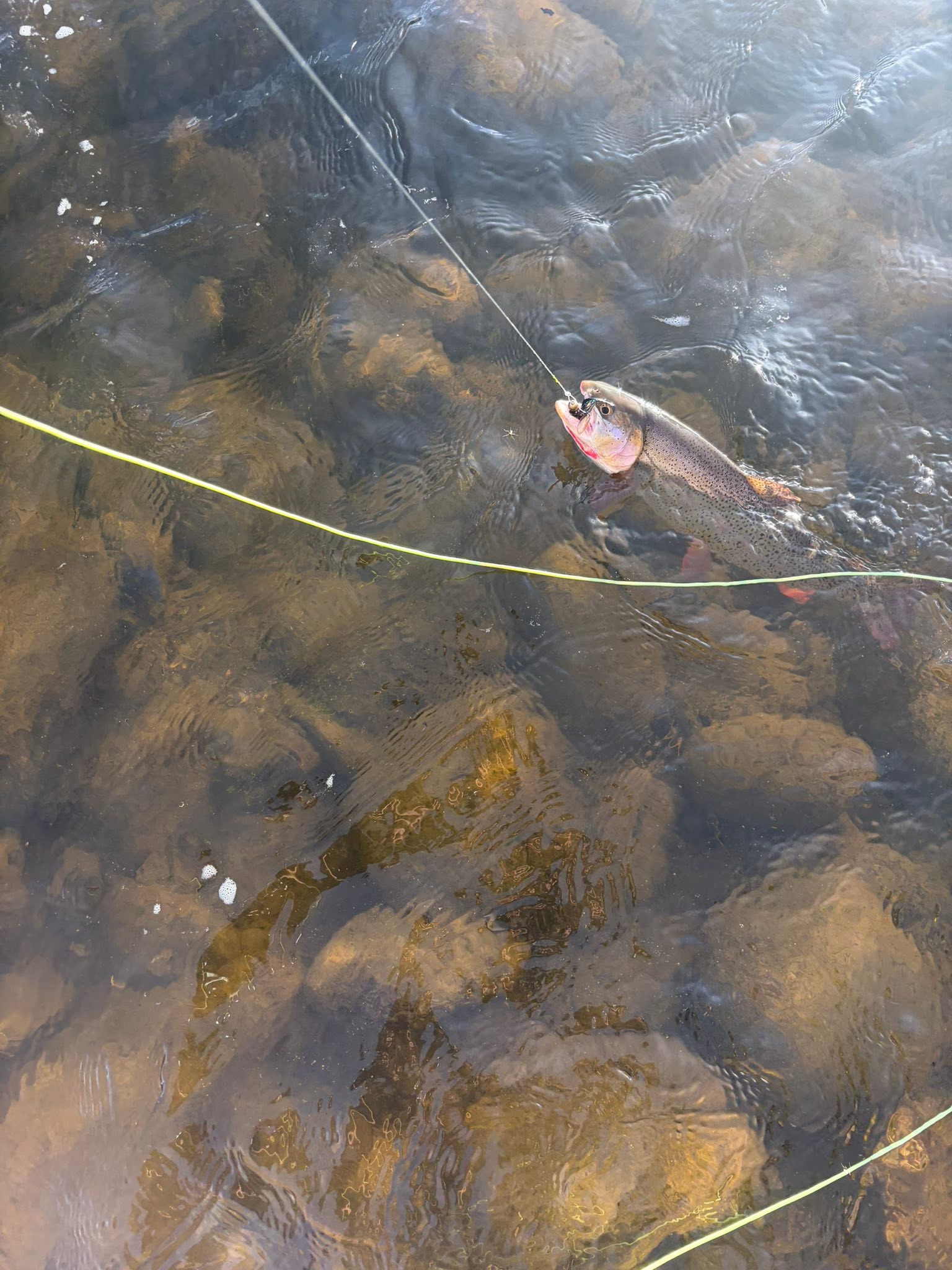 favorite fishing yampa reels specs River Spinning Rod 6'6" - Ultra Light - Slow increase durability Yampa Rod Company - Phantom