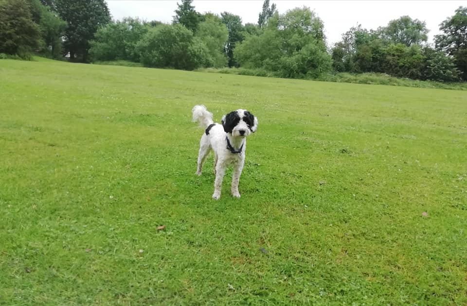 Meet... - Paws Go Explore dog walking and pet sitting