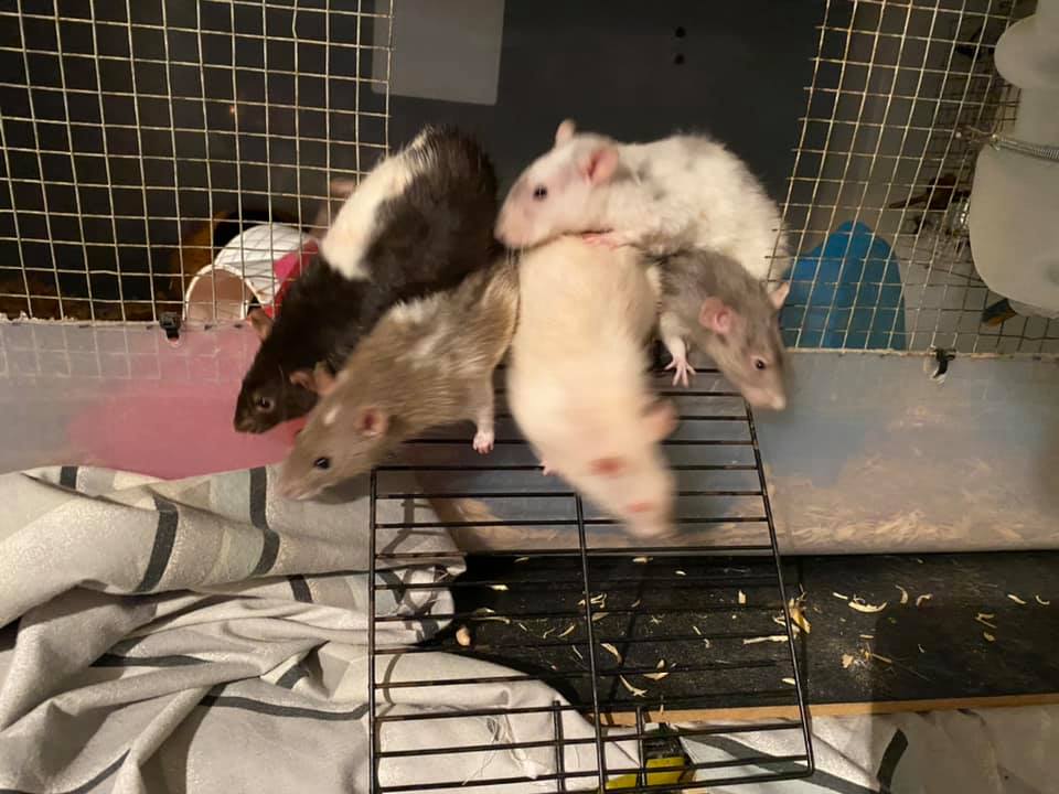 Moonstone Mischief Rattery | Titusville FL