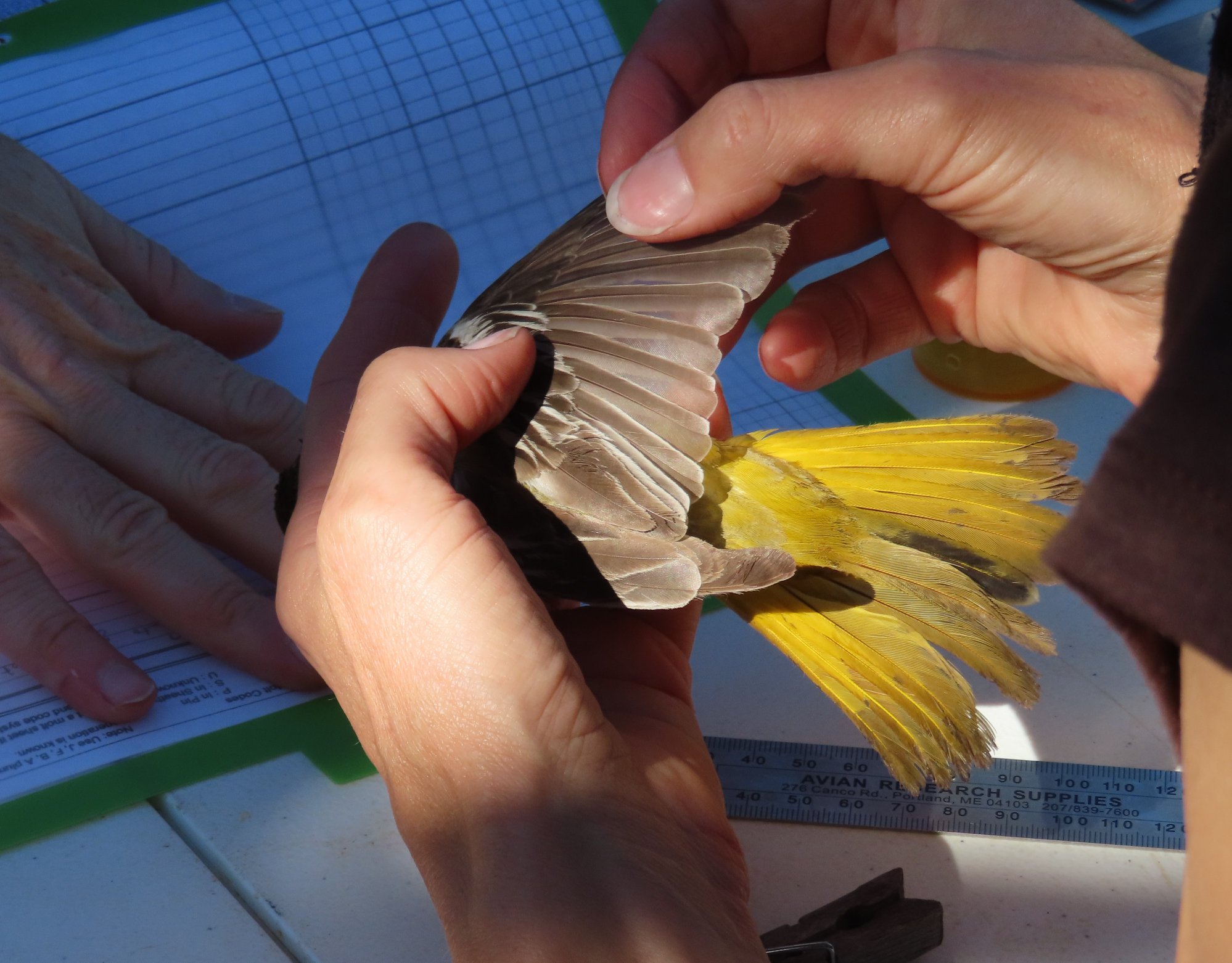This week we captured this... - Gold Country Avian Studies