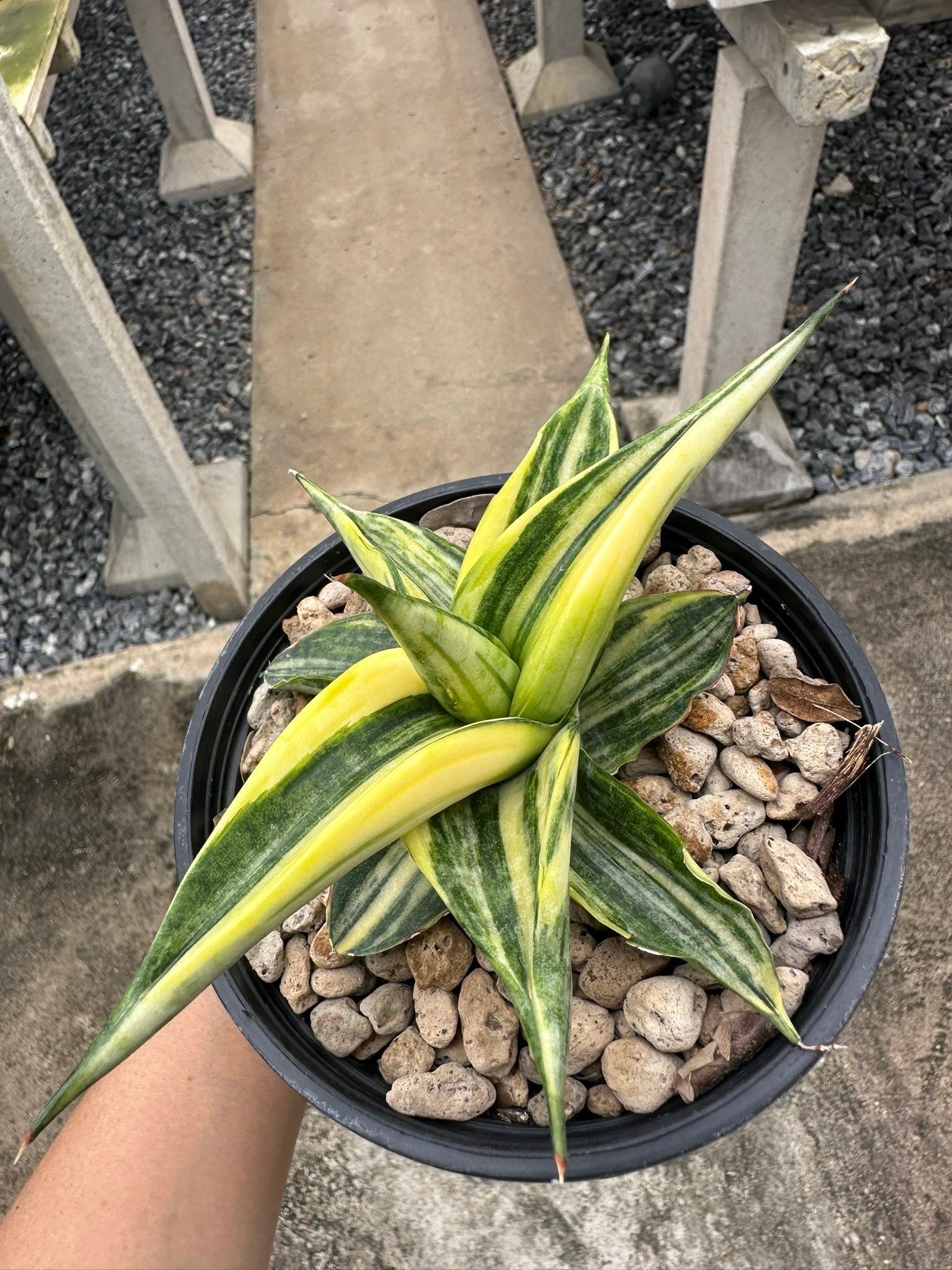 Sansevieria Black Pearl var plant