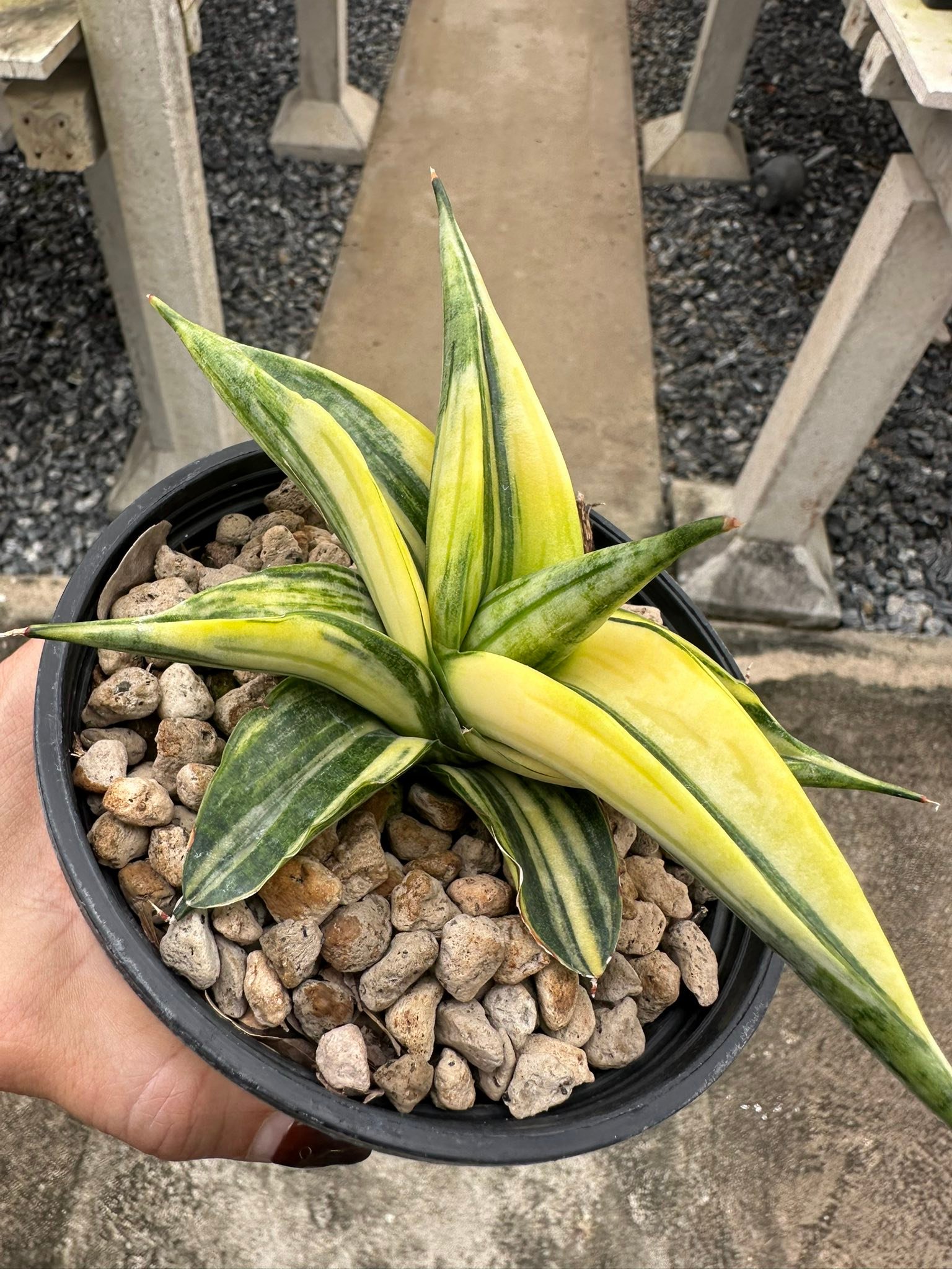 Sansevieria Black Pearl var plant