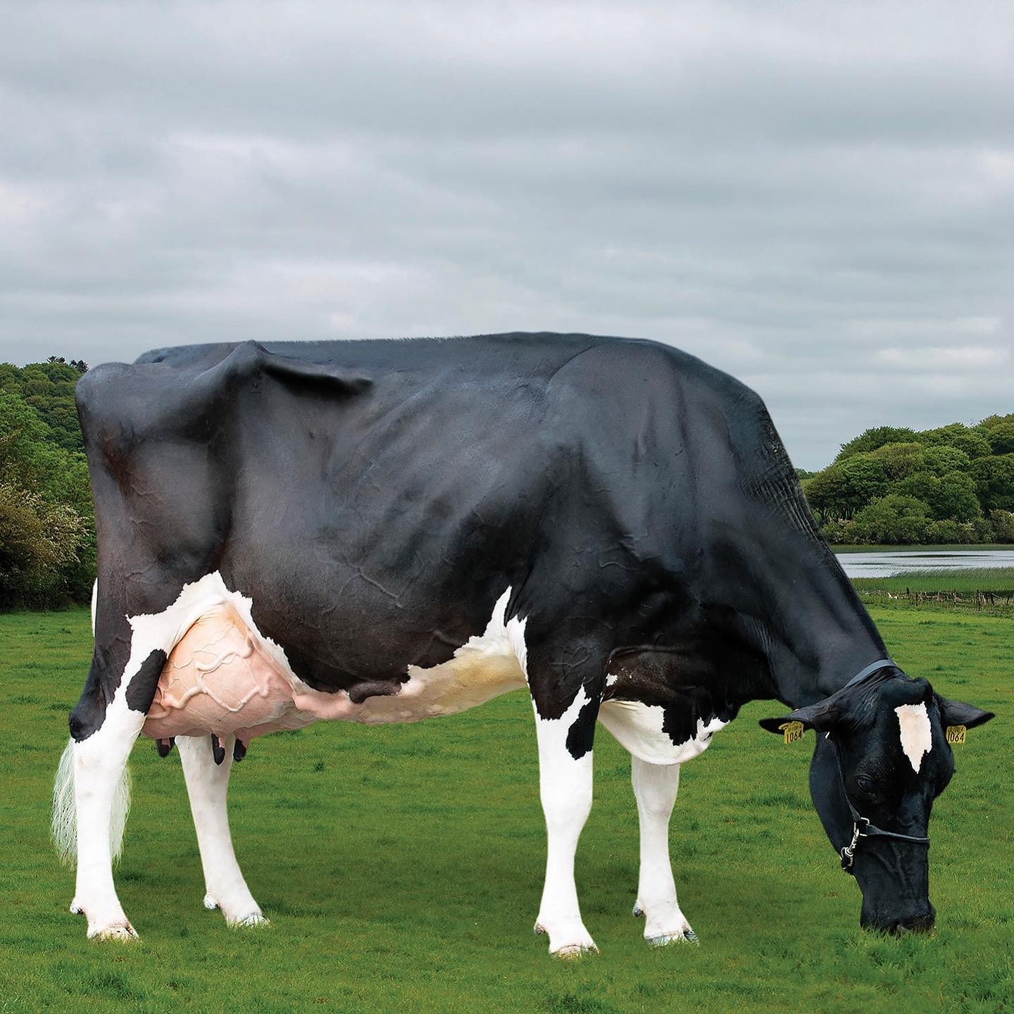👏🐄👏 Drumcliffe Twist... - Irish Holstein Friesian Association | Facebook