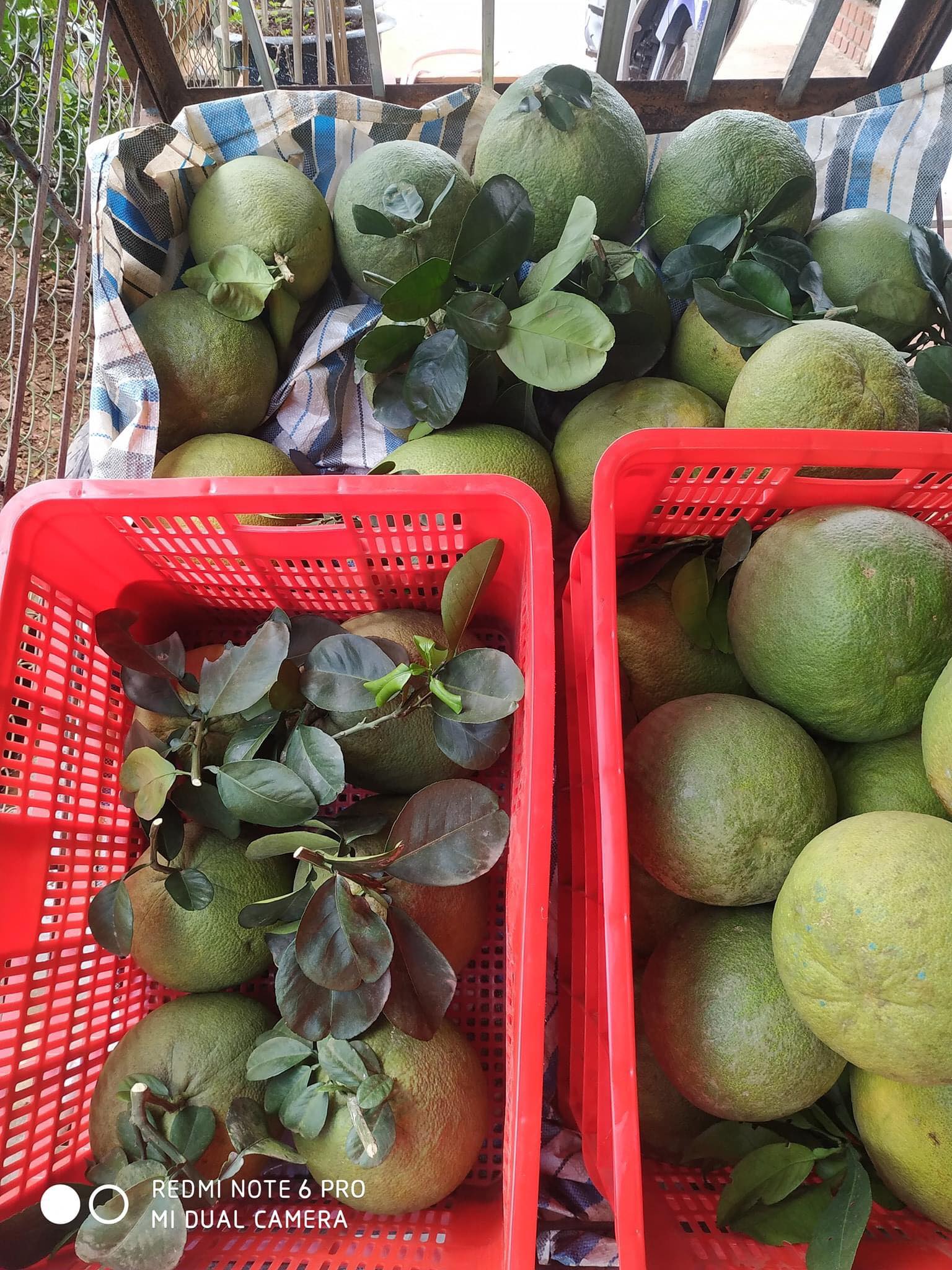 Fruit Farm | Ba Ria