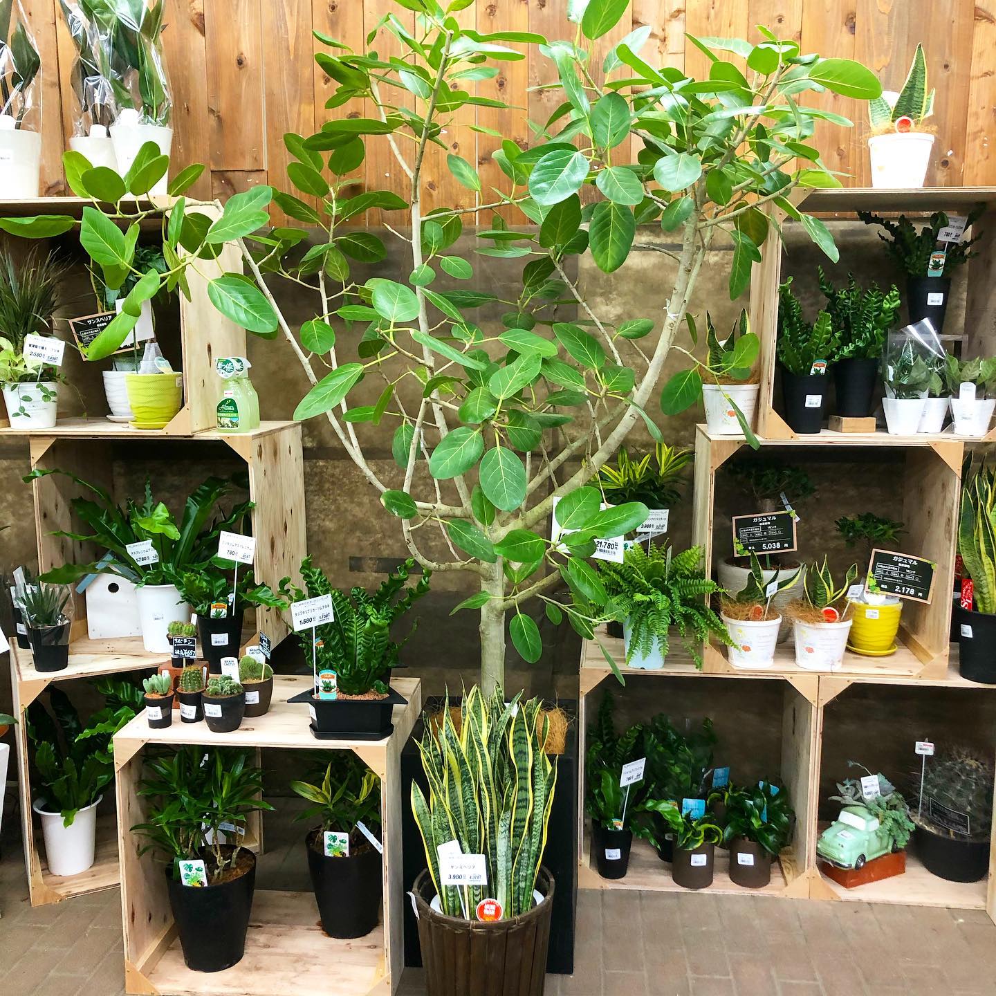 ユニディ園芸コーナー 観葉植物 でお部屋に癒しを Diyスタジアム かもんぜきまき Facebook