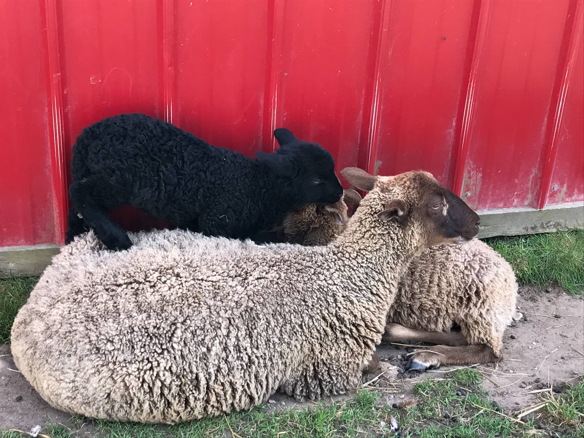 Taylor Farm-Goats At Work... - Taylor Farm-Goats At Work