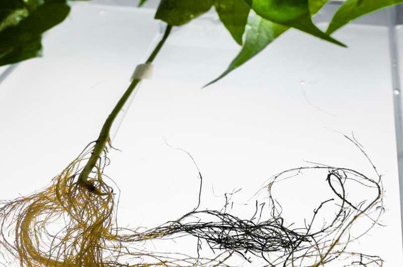 Nucleus of Knowledge Academy - Storing energy in plants with electronic ...