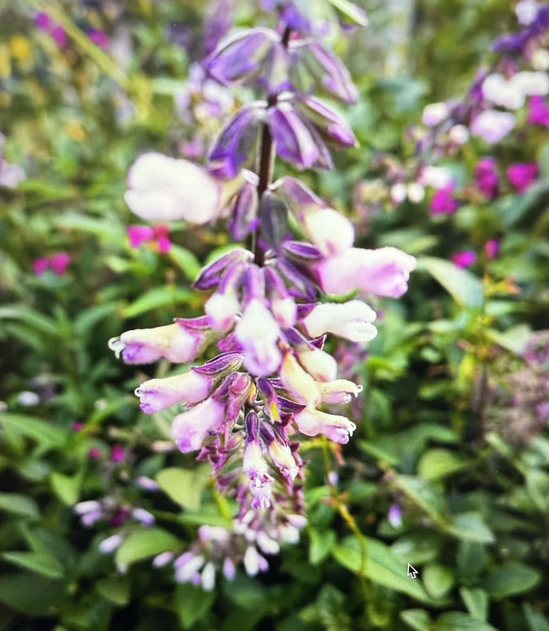 Salvias for sale - Plants & Seedlings - Canberra, Australian Capital