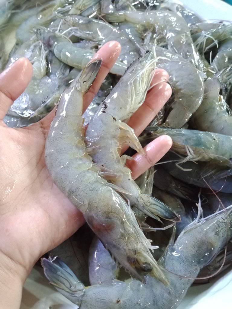 Delada's Fresh Seafoods | Alubijid