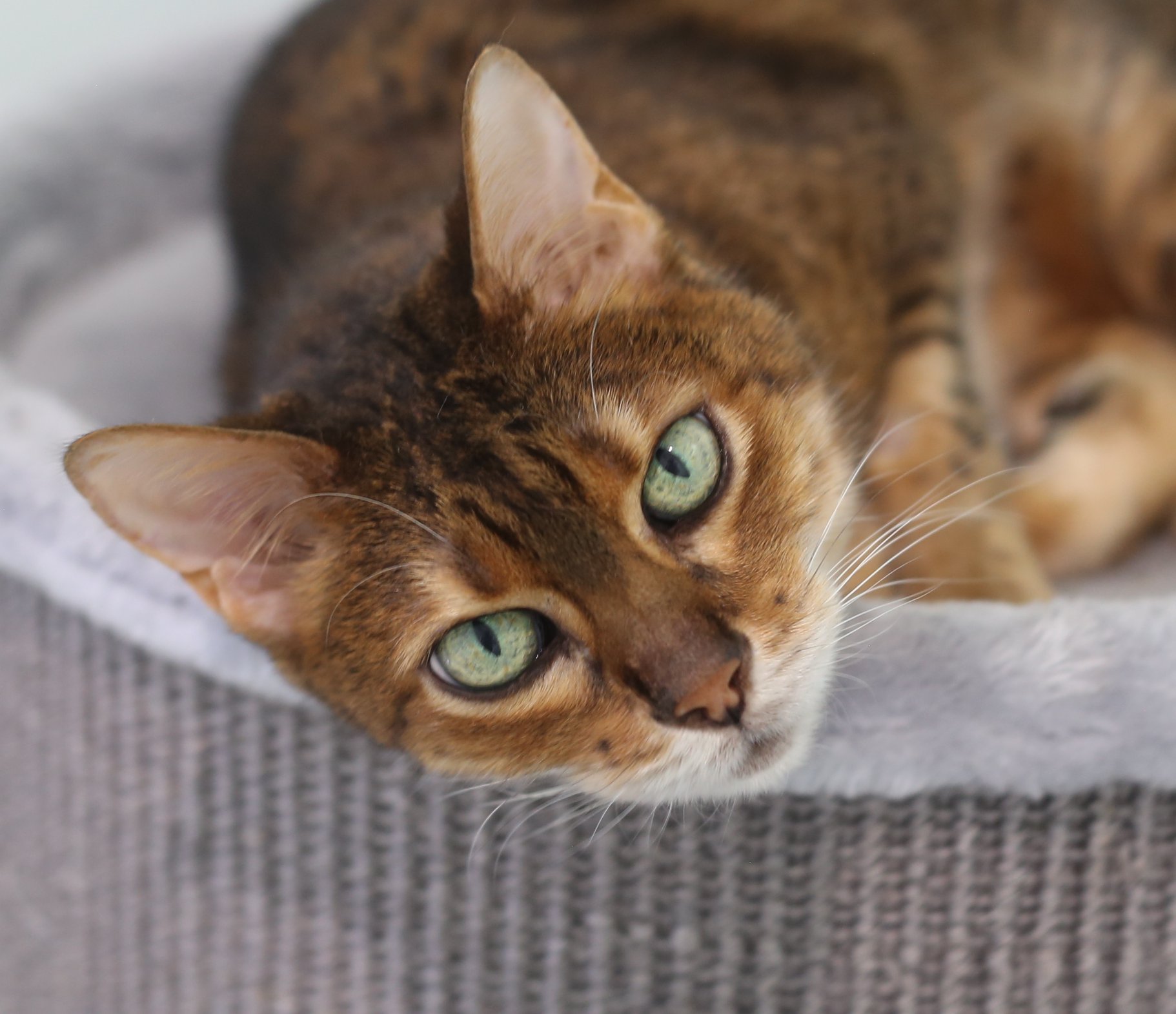 The beautiful duo of Rani and Raja - Cats Meow Cattery | Facebook