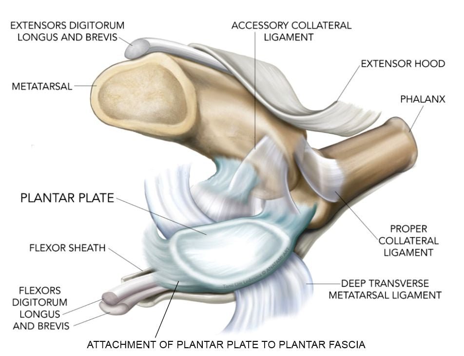 Kevin - Anatomy of Lesser Metatarsophalangeal Joint and Plantar Plate ...
