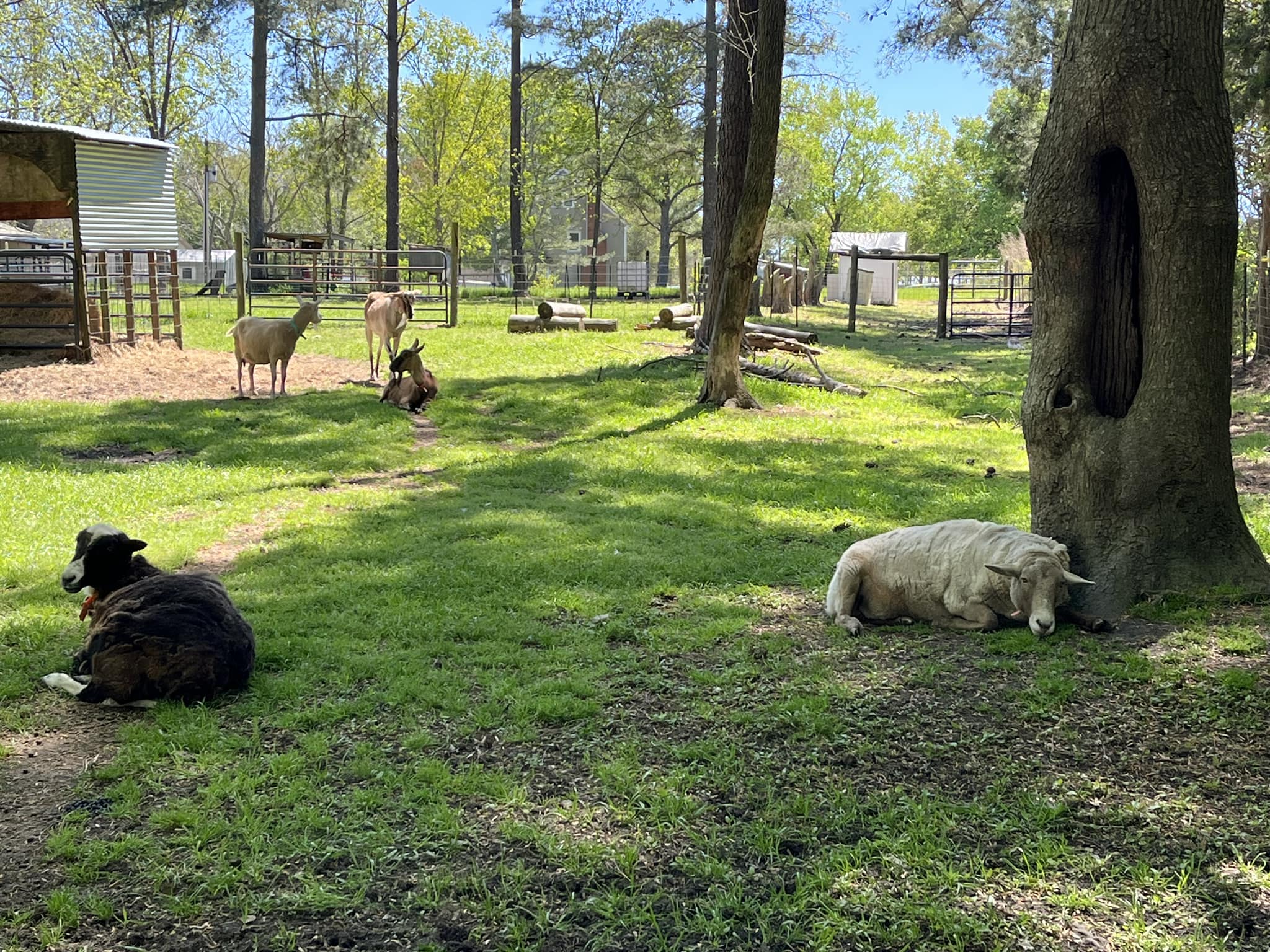 Triple R Farm | Clayton NC