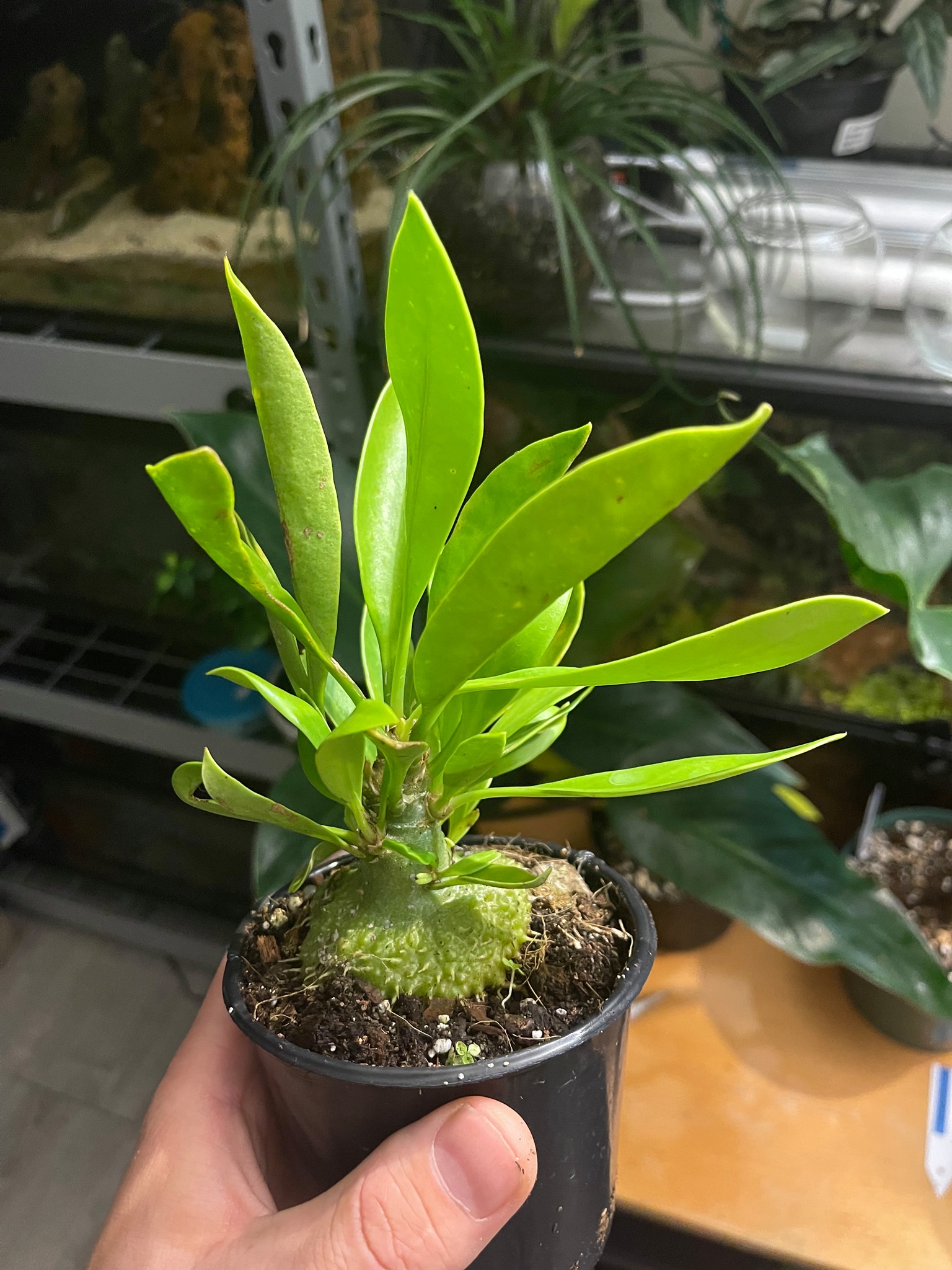 Do you like weird plants? Check out these Ant Plants (Myrmephytum