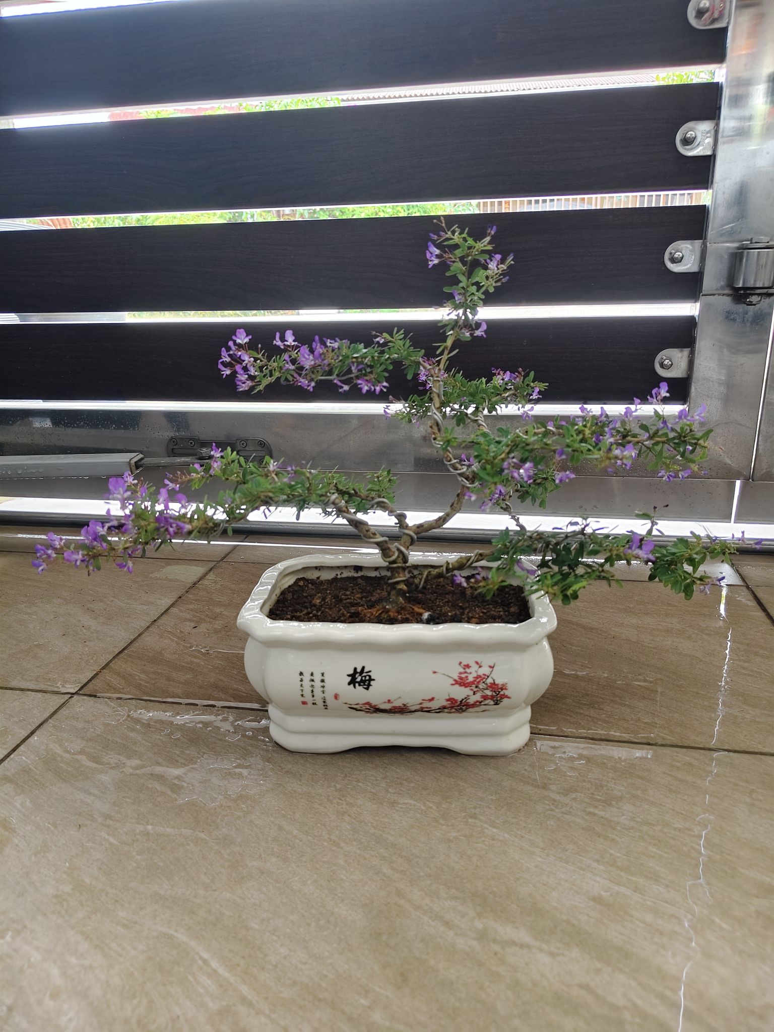rm120 越南凌珊，小盆栽小叶紫色花，自取地点muar