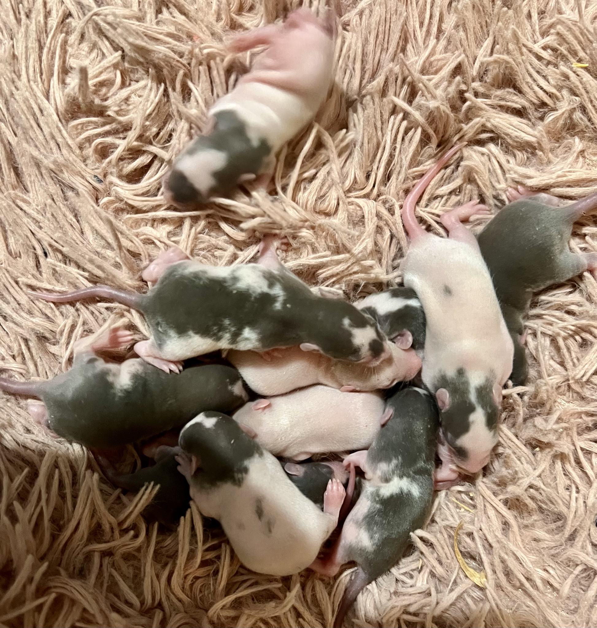 Raining Rats Rattery