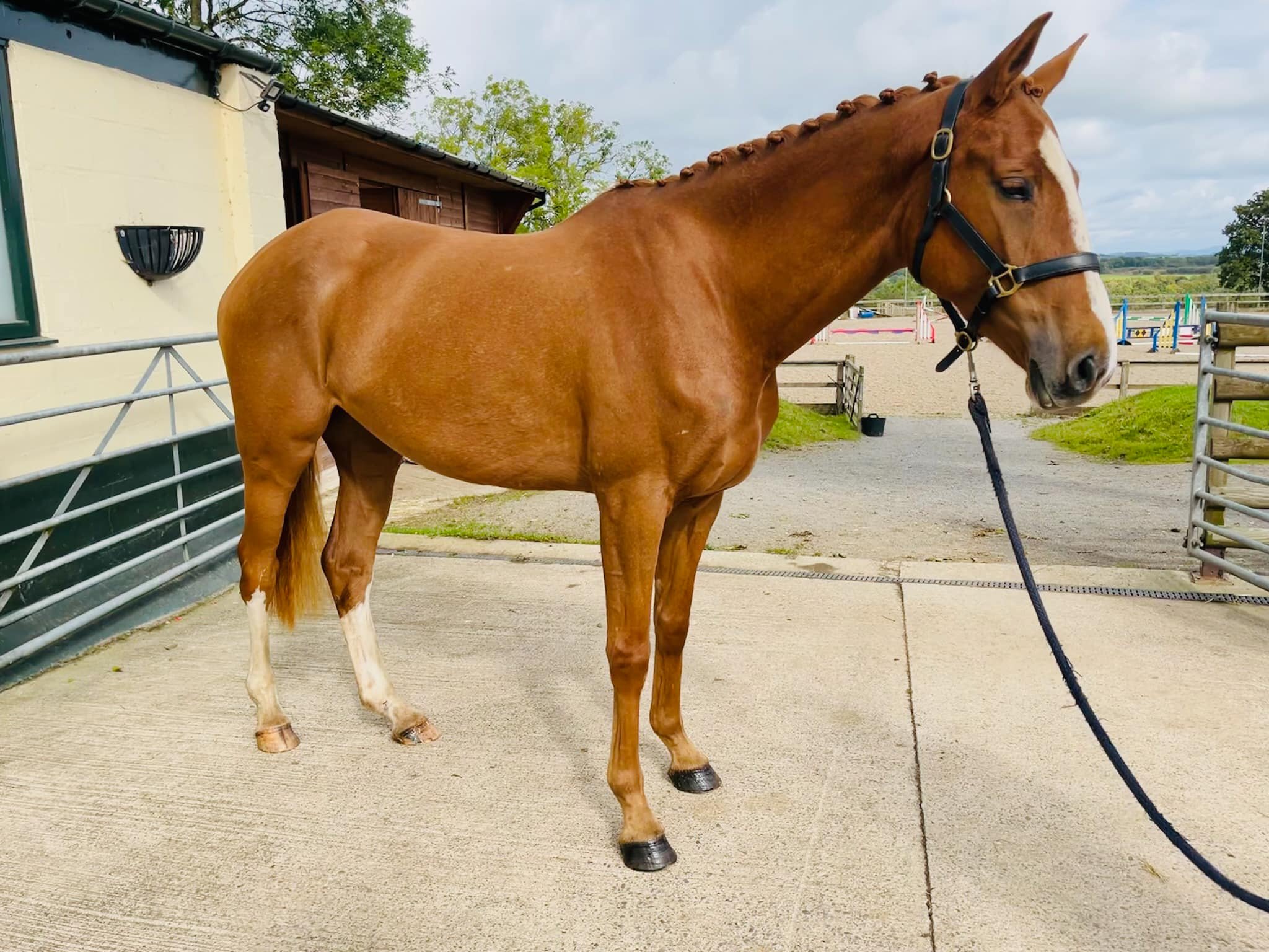 We have 2 lovely young homebred horses for sale… 🧡 Miss Showbiz A
