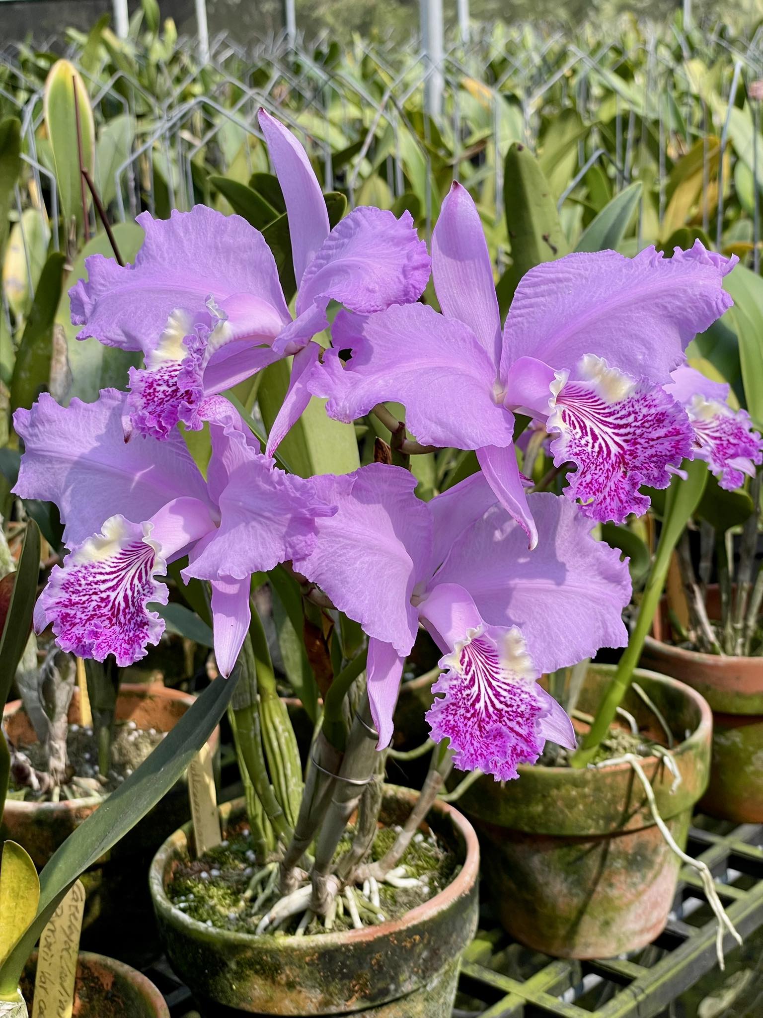 Cattleya lueddemanniana 'Krull's Shapely' x 'Cassie's Delight'