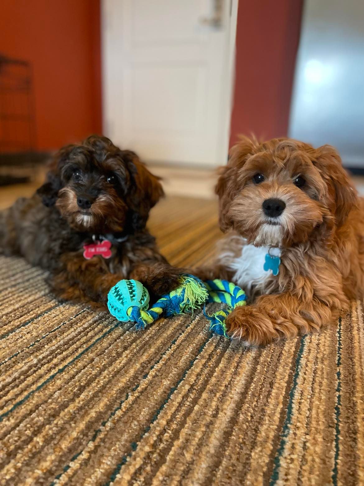 Chiens Cavoodle ou Cavapoo?