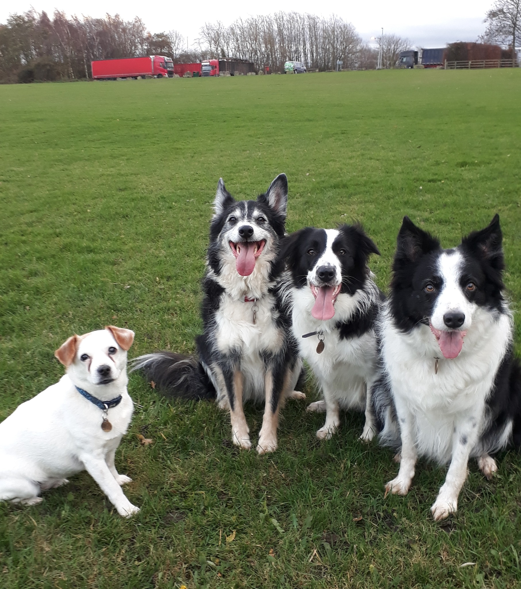 Lesley Thompson Dog Behaviour and Training Specialist | Newton Aycliffe