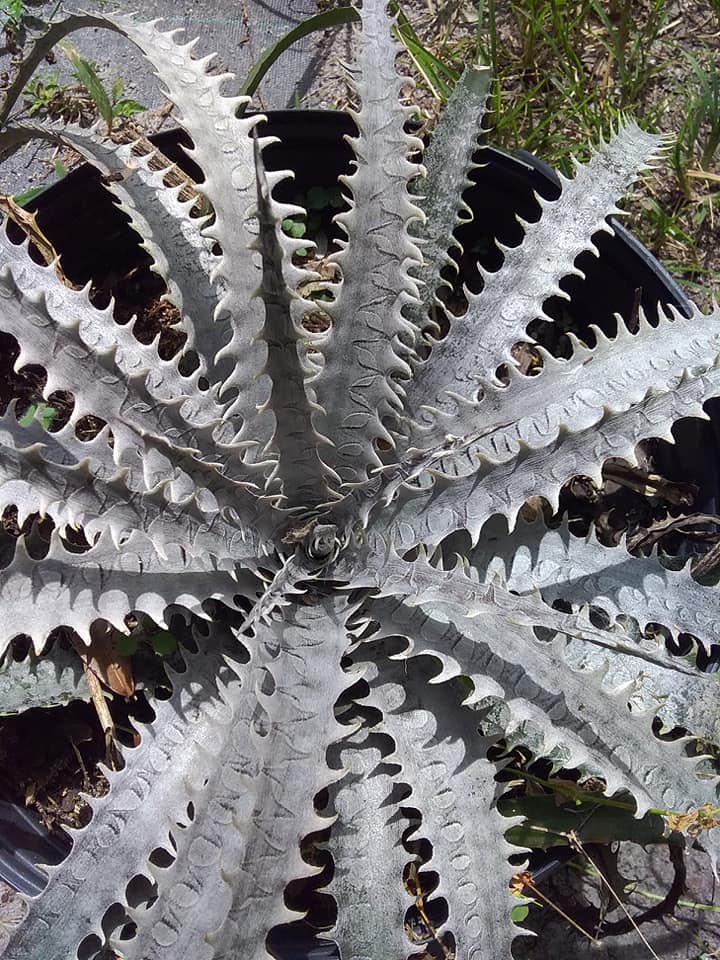 The Bill Baker clone of Dyckia dawsonii 🤩